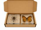 3x3x1 New Resin Insect Specimens Butterfly   Spider Display Blocks Taxidermy