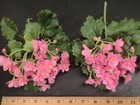 Set Of 2  1960s Vintage Plastic African Violets Flower Plant Pink Violet Flowers