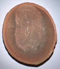 Rare Mazon Creek Fossil Jellyfish Both Halves  Pre Dinosaur  2 25 Inches 