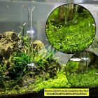 Glass Shrimp Feeding Tube Dish Crystal Cherry Shrimp Fish Snail Aquarium Tank 
