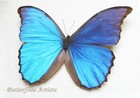 Real Brilliant Blue Morpho Menelaus Didius Butterfly Framed Double Glass Display