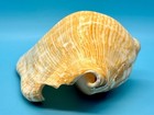 Milk Conch Shell     Almost 7        Very Good Condition