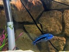 Four  4 - Yellow Lab  Cichlid Freshwater Live Fish -not Hybrid 1-3    Long 