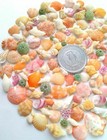High Mall Shells Tiny Shells Colorful Shells Sea Urchin Shells