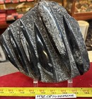        Nice Orthoceras Plate 6    X 7    Polished Devonian Fossils 1 47 Kg