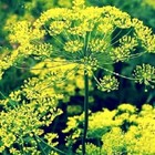 Bouquet Dill Seeds  Fresh Heirloom  Non-gmo Garden Herb