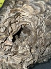 Large Bald Faced Hornets Nest 16   x11   