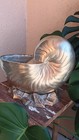 Xl Vintage Brass Nautilus Shell Planter Coastal Hollywood Regency Decor