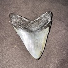 4 25  Megalodon Shark Tooth Big Fossil Giant Genuine Prehistoric Meg Teeth