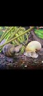 Mystery Snails Grade C  you Chose Color  Live Aquarium Snails