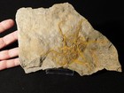 Two  440 Million Year Old 100  Natural Starfish Fossils  Morocco 988gr