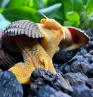 2 Orange Poso Rabbit Snails  tylomelania Gemmifera 