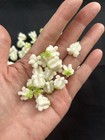 100 Pcs White Clay  Calotropis Gigantea Crown Flower   02  For Jewelry Making