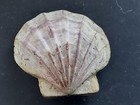  b4 Pecten Bifrons Lamarck  Port Vincent S  Australia 67 6mm Sea Scallop Shells