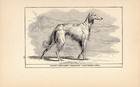 Antique Afghan Hound Print 1912 R H Moore Shahzada Afghan Hound Wall Art 4952a