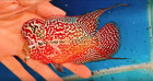 Exotic Flowerhorn Kamfa F3 Vibrant Color   Unique Shape   Live Fish  28