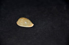 Specimen Cypraea - Erronea Ovum - 27 2 Mm