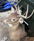 Large Animal Taxidermy Mounts