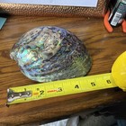 Abalone Shell Polished   Paua Rainbow Lg Sea Green Blue New Zealand Paua 