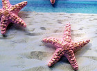 3 Starfish Pink With Gold Wall Plaques G w Vtg Mermaids See Desc  For Size