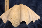 Large White Ribbed Clam Shell Natural Coastal Decor Beach House Display 7 5 