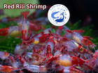 Shrimplive 20   2  Mix Rili Neocaridina Adults Shrimps  Live  Guarantee 