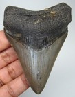 Megalodon Shark Tooth 3 24 - Serrated Real Fossil Shark Teeth - No Restorations