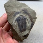 Exquisite Cambrian Trilobite Fossils