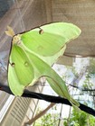20x Luna Moth Eggs Wild Fly-in
