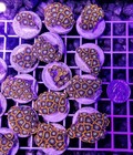 Large Gatorade Zoa Live Coral Frags Zoanthid