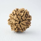 Original Natural 8 Mukhi Rudraksha Bead Nepal Origin Size 22 Mm Lab Certified