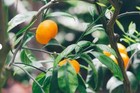 20 Mandarin Orange Tree Seeds - Citrus Reticulata Blanco - Indoor Plant   4918 