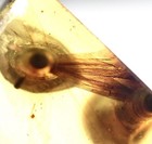 Eye Looking W dinosaur Age Feathers      99myo Burmite Amber Fossil Bird