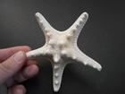 6 Large Knobby White Starfish 4 -5  Beach Cottage Wedding Decor Nautical Crafts