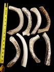 Large 6-8    All Natural Antler Chews For Dogs  1pc 