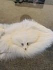 Vintage Rabbit Fur   Head Eyes Nose Collar Baar   Beards Japan Unique Top Hit