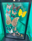 Vintage Large Butterfly moth  14  Taxidermy Displayed In A Dbl Sided Frame  1