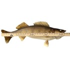 Vintage Large Walleye 26    Taxidermy Taxidermied Real Skin Wall Mount Fish
