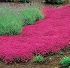 1000  Red Creeping Thyme Seeds -- Groundcover -- Non-gmo -- Fresh