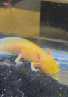 2x Albino golden Axolotl 5 inches  read Description 
