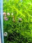 Live Aquarium Snails Pack Nerite Snails Mystery Snail Ramshorn Algae Cleaners