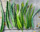 5 Park Dragon Fruit Fresh Cuttings 8 -10 Inch Long Self Pollinating