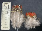 Satyr Tragopan Pheasant  Feathers