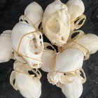 2pcs Taxidermy Real Animals Skull Decor Model Animals Bones Education Collection