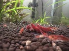 Live Fire Red Cherry Shrimps  Freshwater Aquarium Shrimp - Beginner Friendly