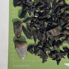 Lot Of Mixed Fossil Shark Teeth   Megalodon Fragments  Assorted Mixed Sizes  