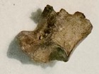 10  Multituberculates Teeth   Incisor - Jaw W  One Tooth Hell Creek Formation A