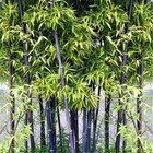 50 Black Bamboo Seeds - Phyllostachys Nigra     Usa Seller 