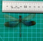 4 Real Dragonfly Specimen Spread Insects Butterfly Taxidermy Art Collection