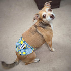 4 Pk Reusable Dog Diapers Washable Male Puppy Belly Bands Super-absorbent Wraps